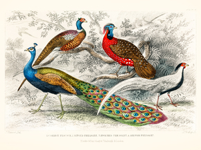Goldsmith's Animated Nature