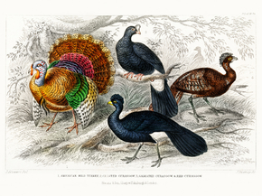 Goldsmith's Animated Nature