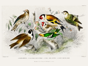 Goldsmith's Animated Nature