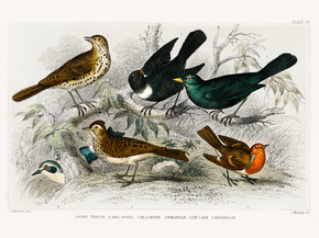 Goldsmith's Animated Nature