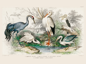 Goldsmith's Animated Nature