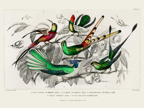 Goldsmith's Animated Nature