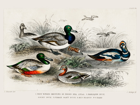 Goldsmith's Animated Nature