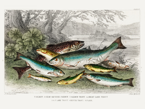 Goldsmith's Animated Nature
