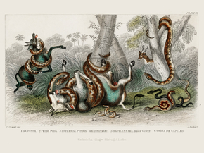 Goldsmith's Animated Nature