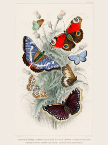 Goldsmith's Animated Nature