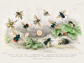 Goldsmith's Animated Nature