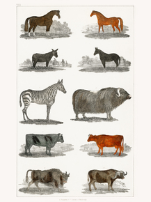 Goldsmith's Animated Nature