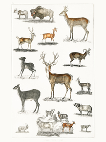 Goldsmith's Animated Nature