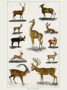 Goldsmith's Animated Nature