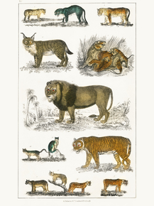 Goldsmith's Animated Nature