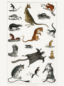 Goldsmith's Animated Nature