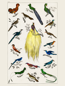 Goldsmith's Animated Nature