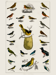 Goldsmith's Animated Nature