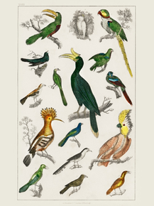 Goldsmith's Animated Nature