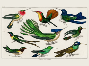 Goldsmith's Animated Nature