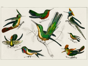 Goldsmith's Animated Nature
