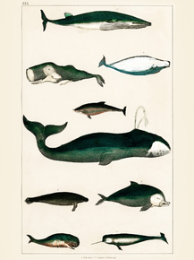Goldsmith's Animated Nature