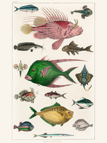 Goldsmith's Animated Nature