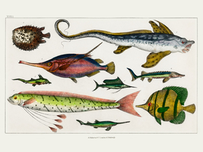 Goldsmith's Animated Nature