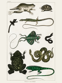 Goldsmith's Animated Nature