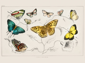 Goldsmith's Animated Nature