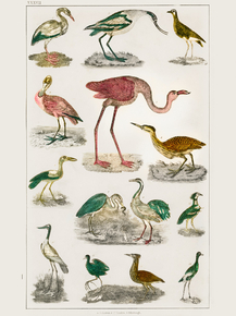 Goldsmith's Animated Nature