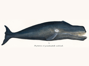 Whale | Кит
