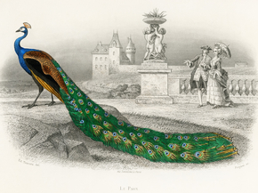 Peacock | Павлин