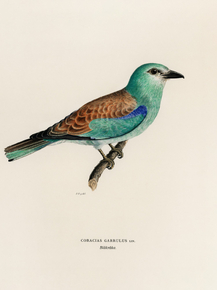 Bird | Птица