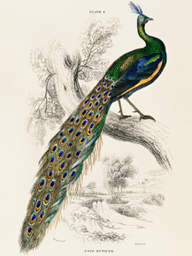 Peacock | Павлин