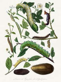 Le Jardin des Plante
