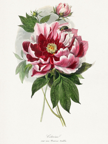 Le Jardin des Plante