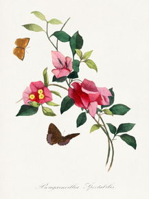 Le Jardin des Plante