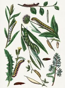 Le Jardin des Plante Le Jardin des Plante