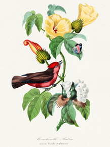 Le Jardin des Plante Le Jardin des Plante