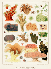 The Great Barrier Reef of Australia
