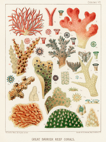 The Great Barrier Reef of Australia