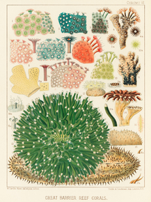The Great Barrier Reef of Australia