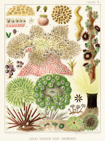 The Great Barrier Reef of Australia