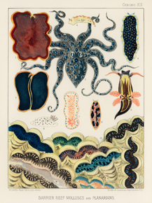 The Great Barrier Reef of Australia