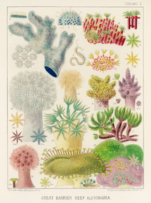 The Great Barrier Reef of Australia
