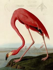 Flamingo | Фламинго
