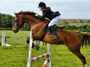 Horse sport | Конный спорт