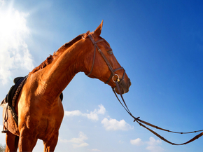 Horse sport | Конный спорт