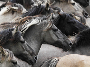 Horse sport | Конный спорт