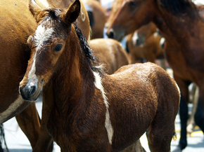 Horse sport | Конный спорт