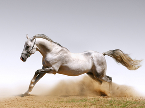 Horse sport | Конный спорт