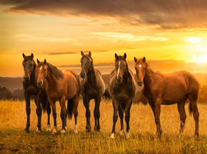 Horse sport | Конный спорт