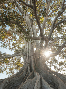 Tree | Дерево